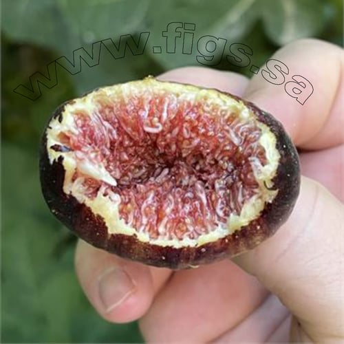 عقل تين بورديسوت بلانكا نيجرا