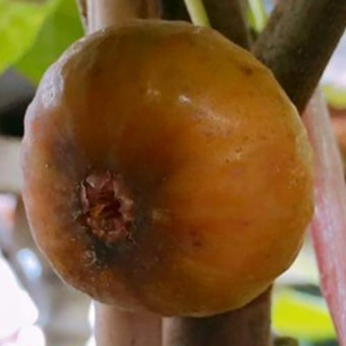 عقل تين البرتقالي الملكي