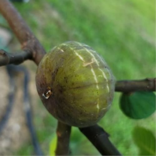 عقل تين سمث