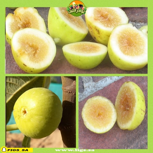 عقل تين ماري لين