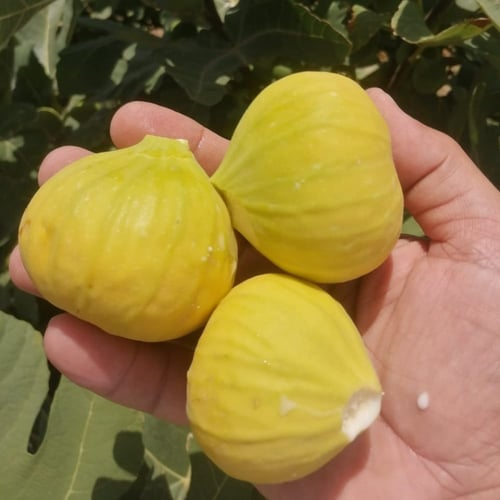 عقل تين اسباني اصفر