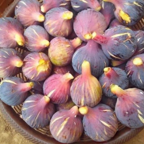 عقل تين عنق الحمام