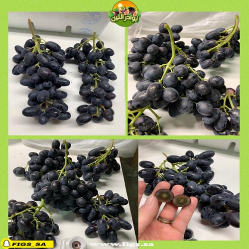 عقل عنب ميدنايت بيوتي بدون بذور