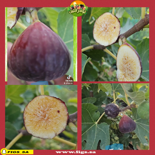 عقل تين تادرس