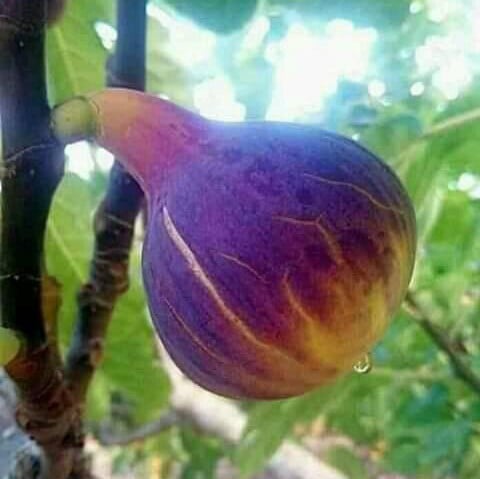 عقل تين عنق الحمام