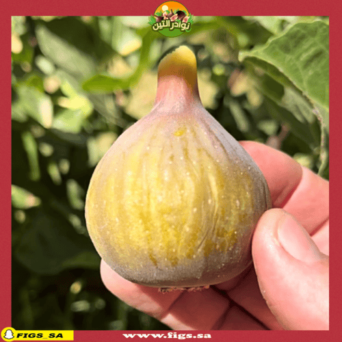 عقل تين كول دي داما روجا