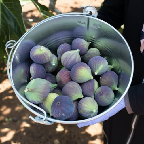 عقل تين بلاك بورصة