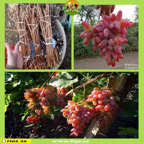 عقل عنب الأصلي