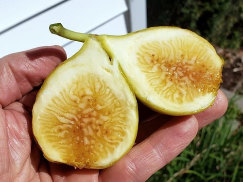 عقل تين يلو لونق نك