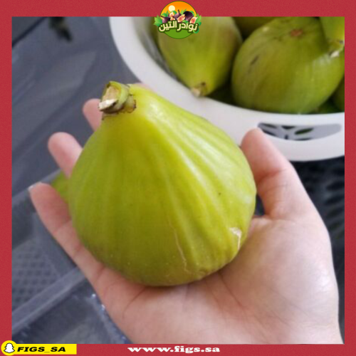 عقل تين الغاني