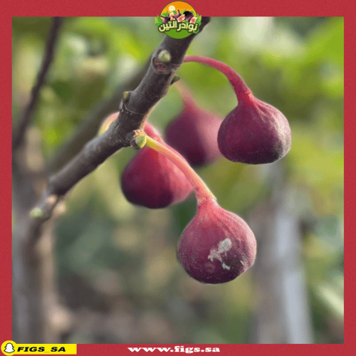 عقل تين كعب الغزال