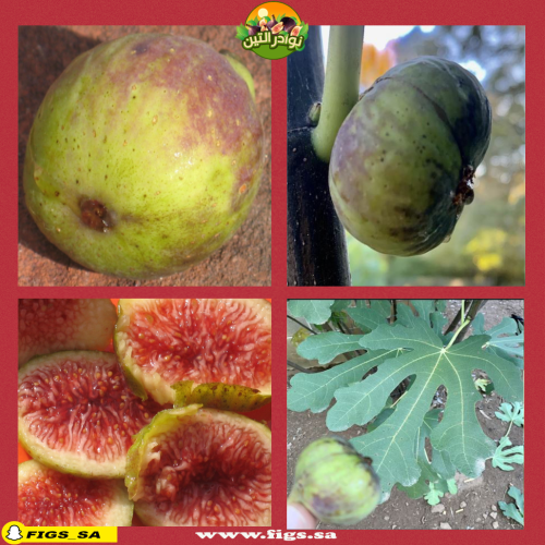 عقل تين سمث