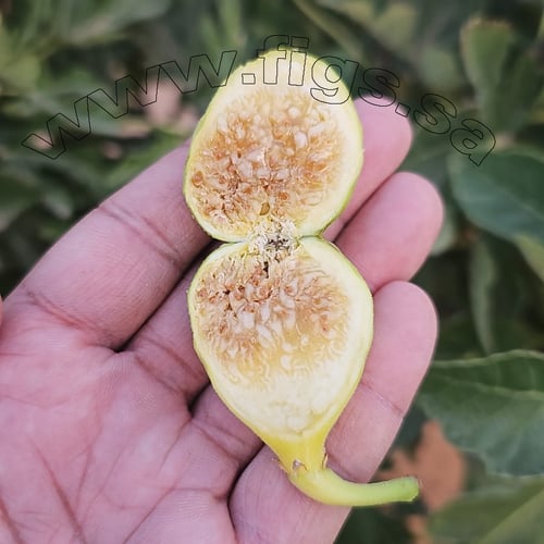 عقل تين عسل ايطاليا