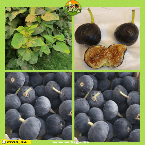 عقل تين الأميري