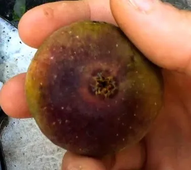 عقل تين السباعي