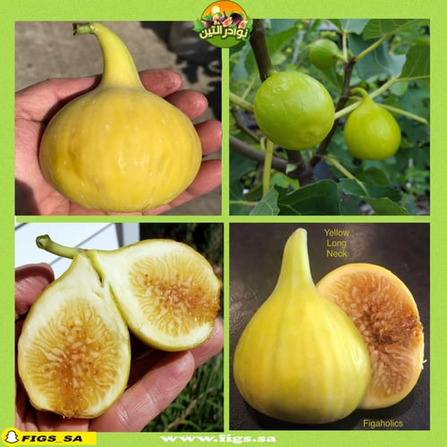 عقل تين يلو لونق نك