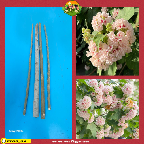 عقل زهور دومبيا الوردية