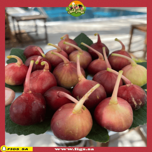 عقل تين كعب الغزال