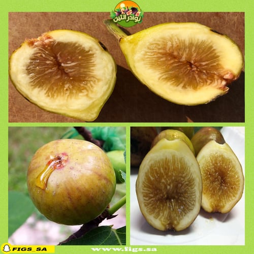 عقل تين الما