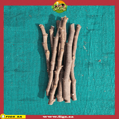 عقل تين ماري لين