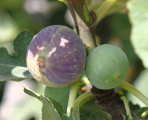 عقل تين زراقي