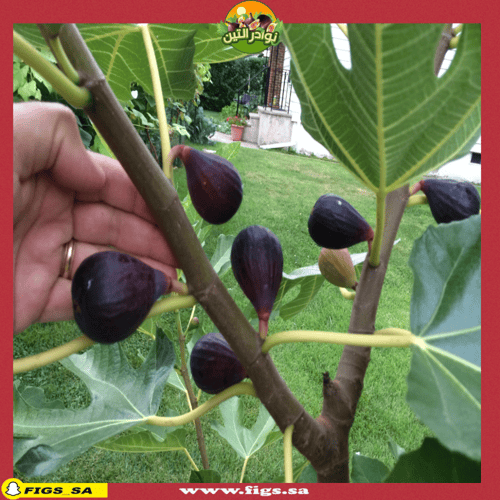 100 عقله تين فالي نيجرا