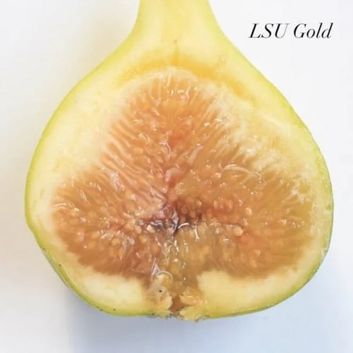 عقل تين لوسو قولد