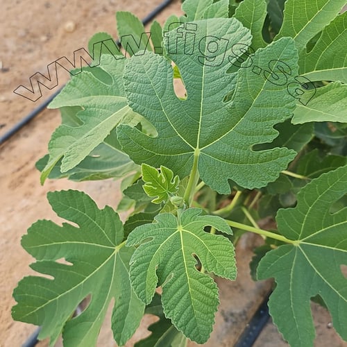 عقل تين عسل ايطاليا