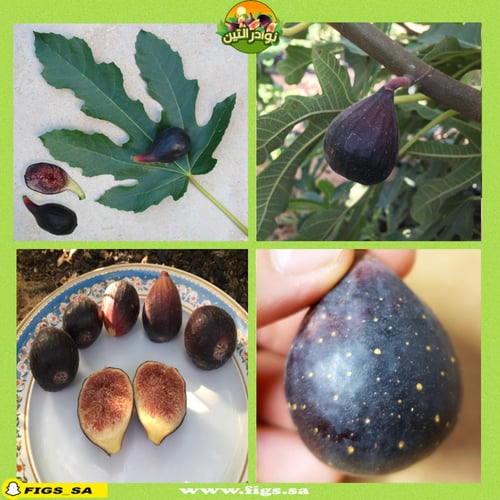 عقل تين فوليت دي بروديكس