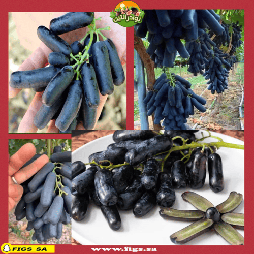 100 عقله عنب الياقوت