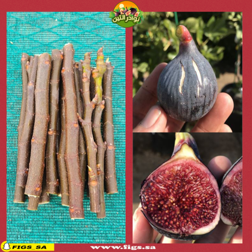 عقل تين بلاك ليتمان