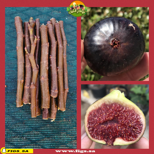 عقل تين باس فيفورت