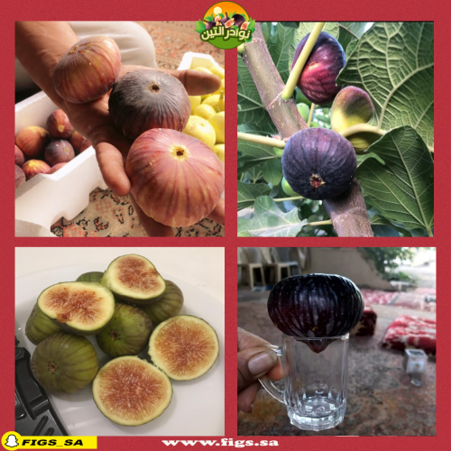 عقل تين منقاوي