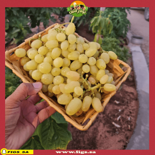 عقل عنب هيليوس