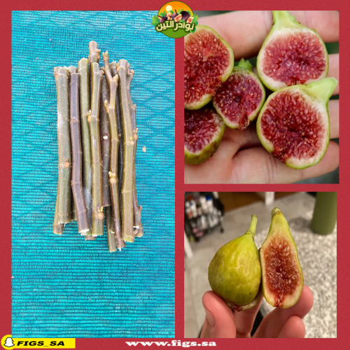 عقل تين فيردينو ديل نورد