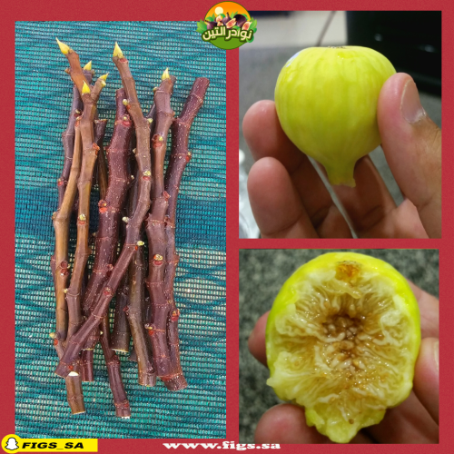 عقل تين حساوي