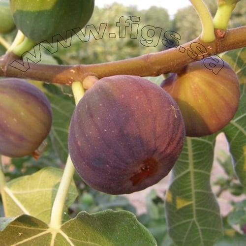 عقل تين سانت كروز دارك