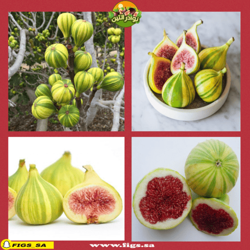 100 عقله تين تايقر بانشي