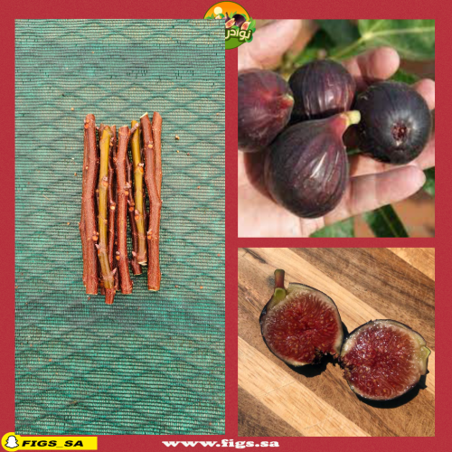 عقل تين روند دي بوردو