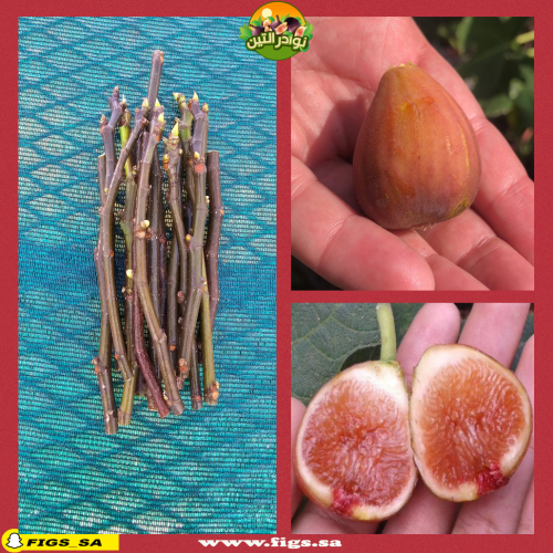 عقل تين لبناني احمر