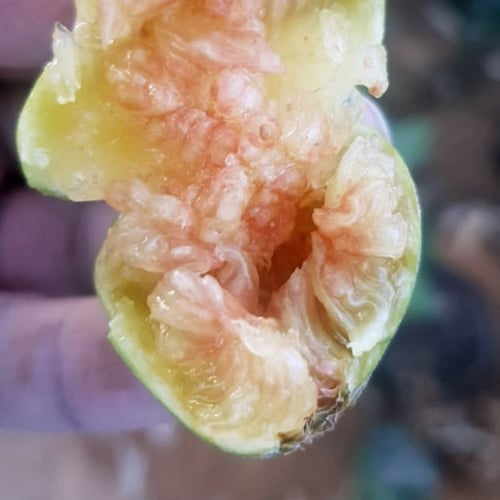 عقل تين موازي ابيض