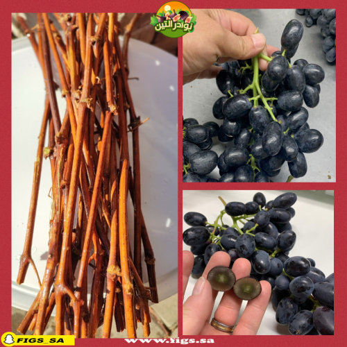 100 عقله عنب ميدنايت بيوتي بدون بذور