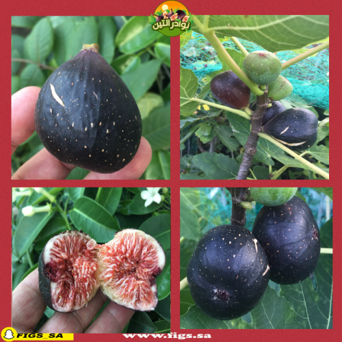 عقل تين نوير دي كارومب