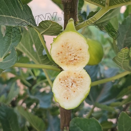 عقل تين عسل ايطاليا