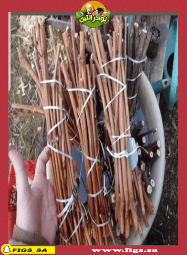 100 عقله عنب الياقوت