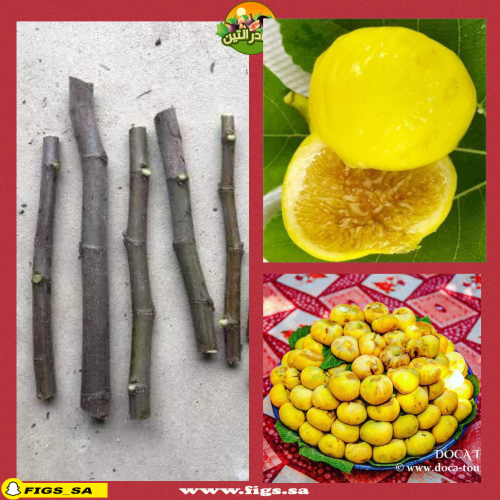 عقل تين طشقند