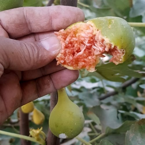 عقل تين موازي ابيض