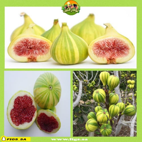 100 عقله تين تايقر بانشي