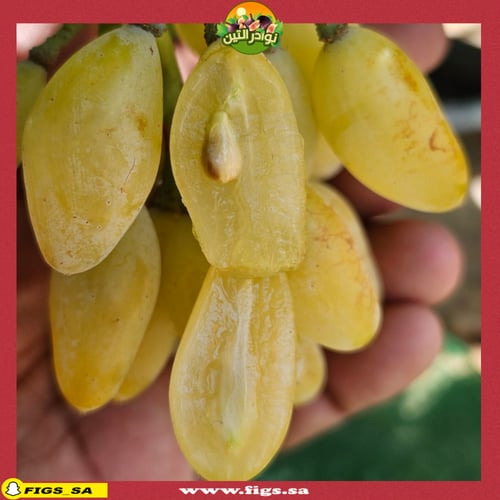 عقل عنب إصبع ابيض