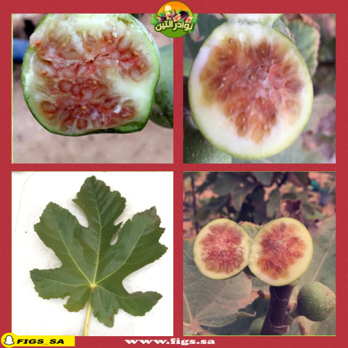 عقل تين اردني اخضر